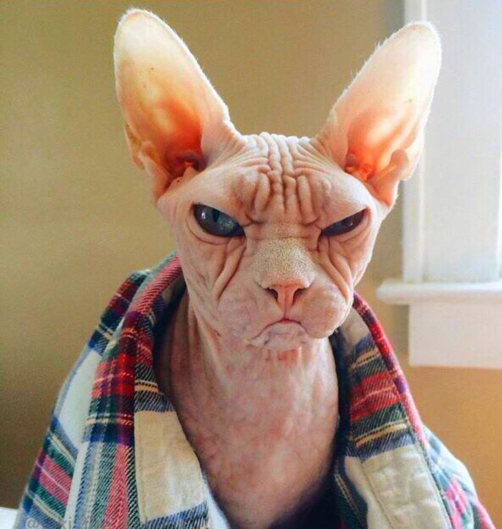 Готовые рулонные шторы или на заказ